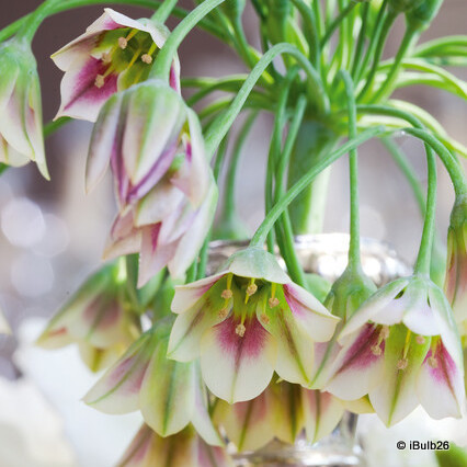 Allium siculum (Nectaroscordum) - PACK of 7 bulbs