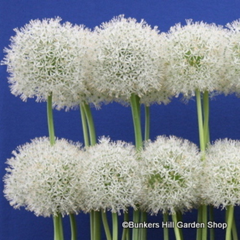 Allium 'Mount Everest' BULK - 25 or 50 bulbs