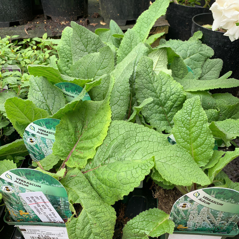 Verbascum cha. 'Album' - 9cm pot