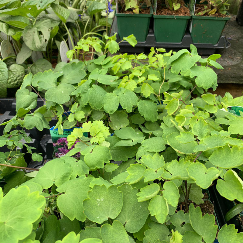 Thalictrum 'Black Stockings' - 9cm pot