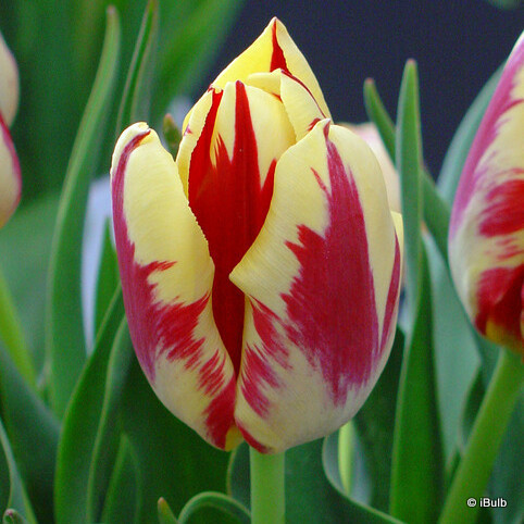 Tulip 'Grand Perfection'