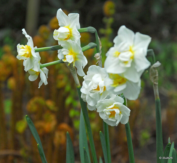 Double Daffodil 'Cheerfulness