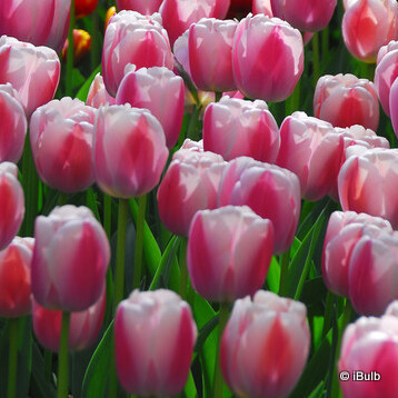 Tulip 'Dreaming Maid'