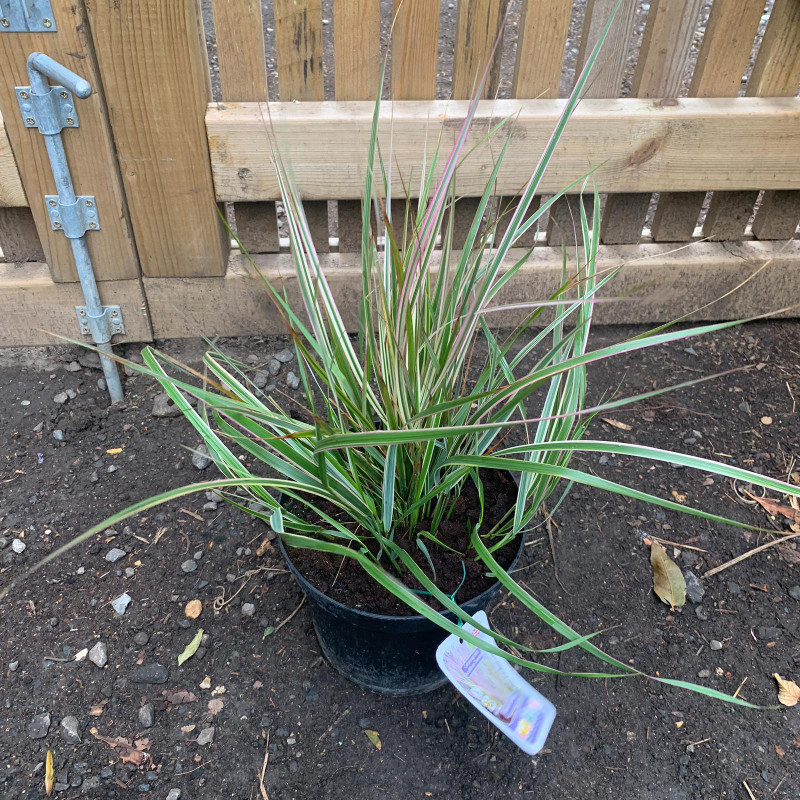 Calamagrostis ac. Overdam (Grass) - 4ltr pot