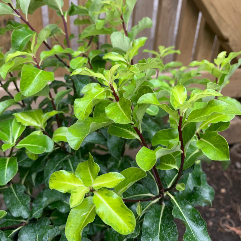 Pittosporum 'Margaret Turnbull' 5ltr pot