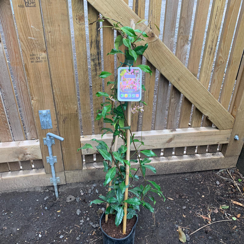 Trachelospermum 'Pink Showers' - 3ltr pot