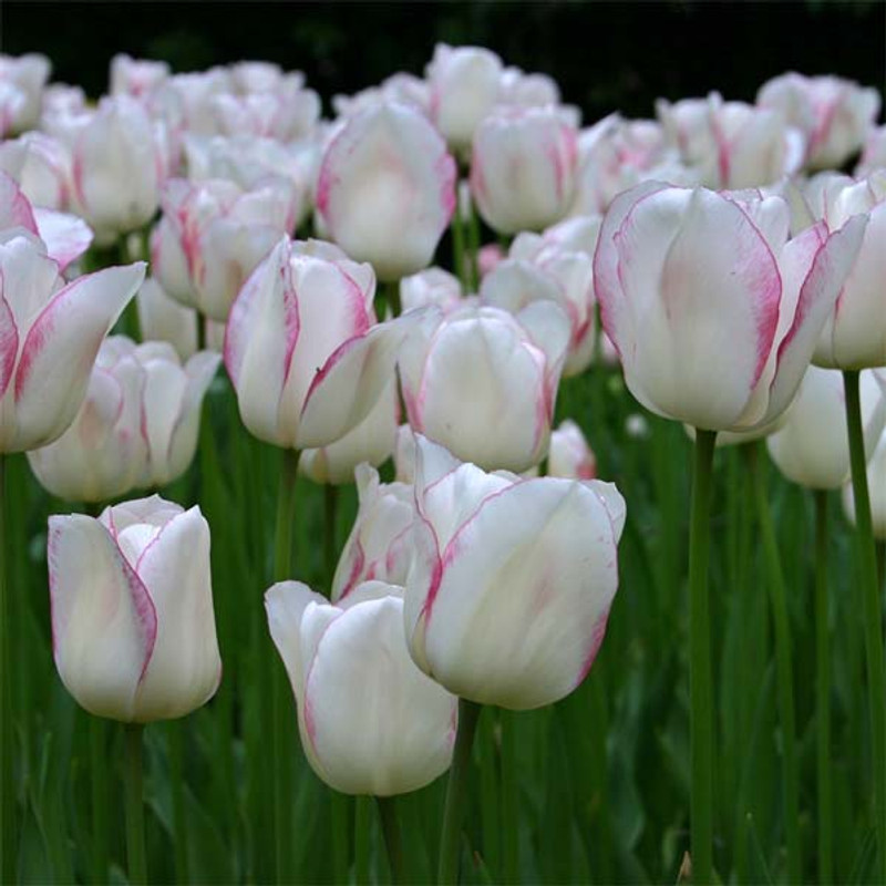 Tulip 'Blushing Girl' - PACK of 10 bulbs