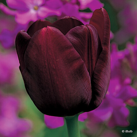 Tulip 'Queen of the Night'