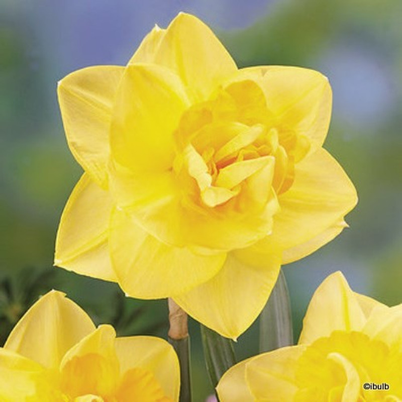 Double Daffodil 'Golden Ducat' BULK - 25kg