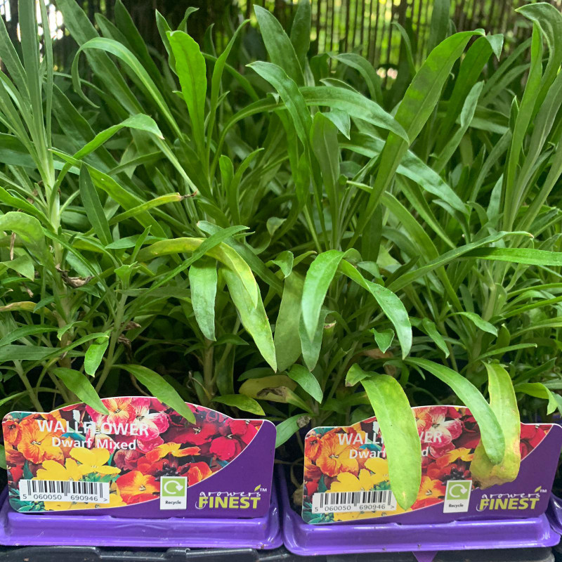 Wallflowers 6 Pack - Mixed