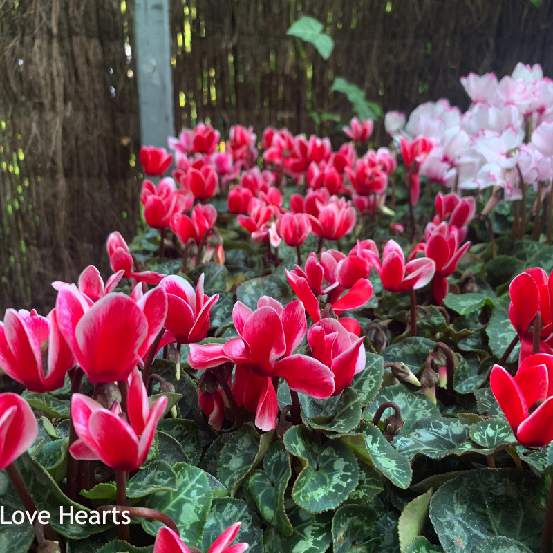 Cyclamen Mixed Colours - 9cm pot