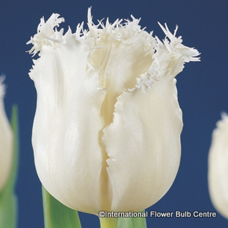 Tulip 'Honeymoon' - PACK of 9 bulbs