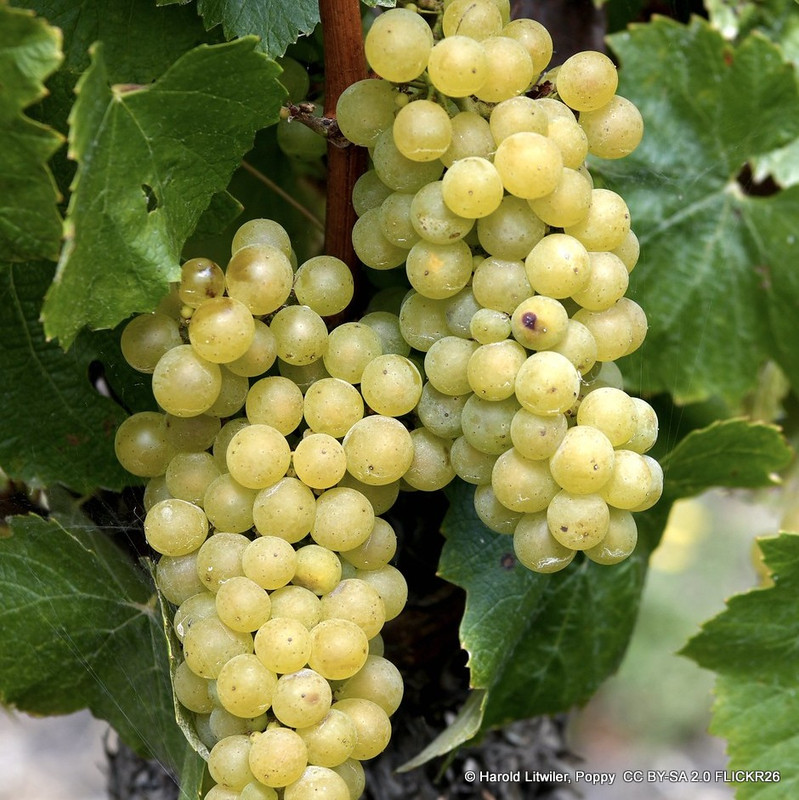 Vitis 'Muscat of Alexandria' (Grape Vine)