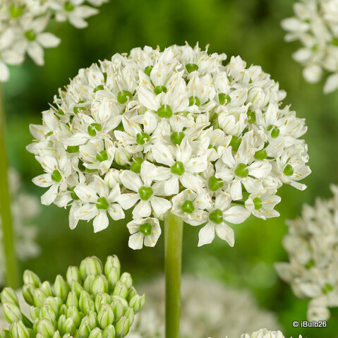 Allium nigrum