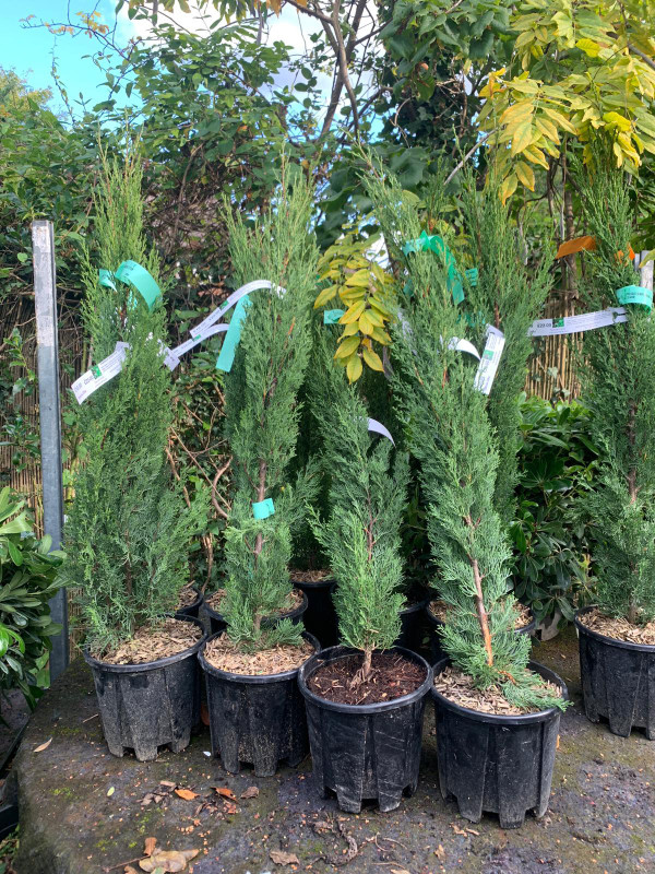 Cupressus sempervirens 'Totem' (Italian Cypress) 60-80cm