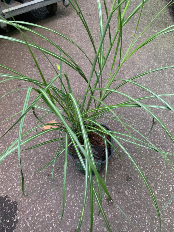 Miscanthus 'Flamingo' (Grass)