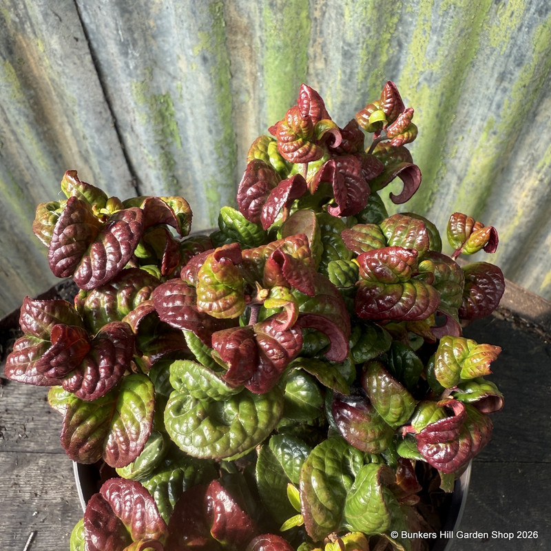 Leucothoe 'Curly Red' - 2ltr