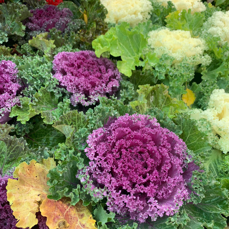 Ornamental kale