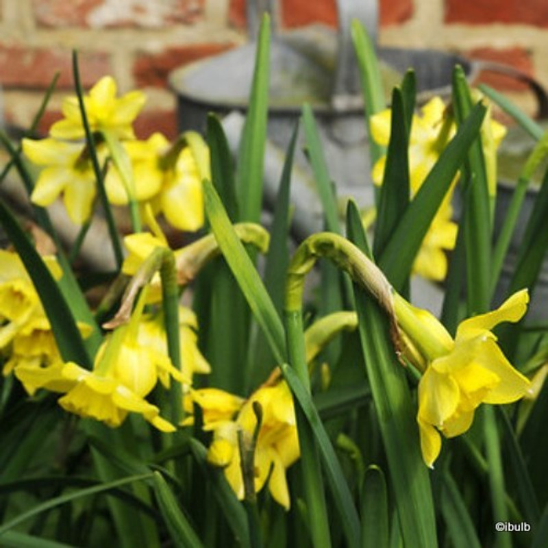 Species Narcissi 'Baby Moon'  BULK - 100 bulbs