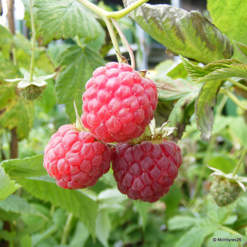 Raspberry 'Glen Magna' 10 canes. - Bunkers Hill Plant Nursery