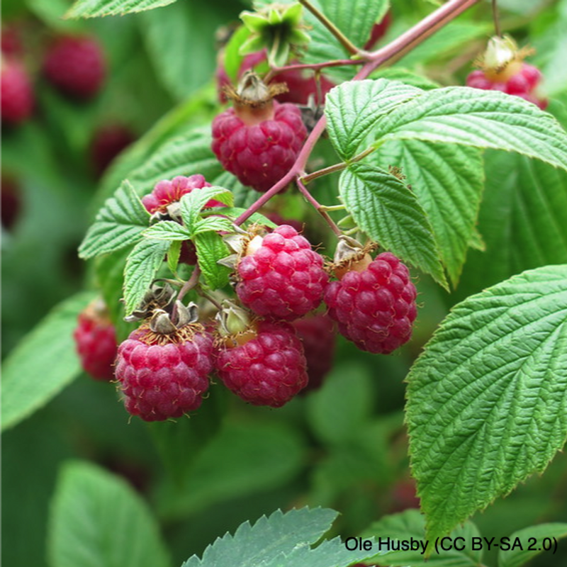 Raspberry 'Zeva' - 3 canes