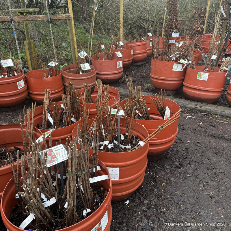 Raspberry 'Zeva' - 3 canes