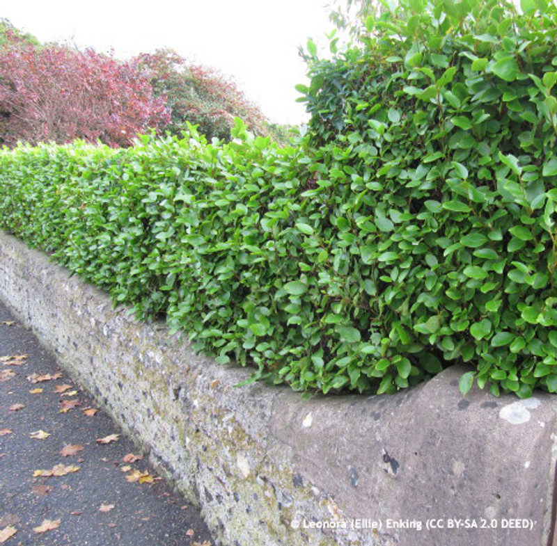 Griselinia littoralis 80-100cm (5ltr)