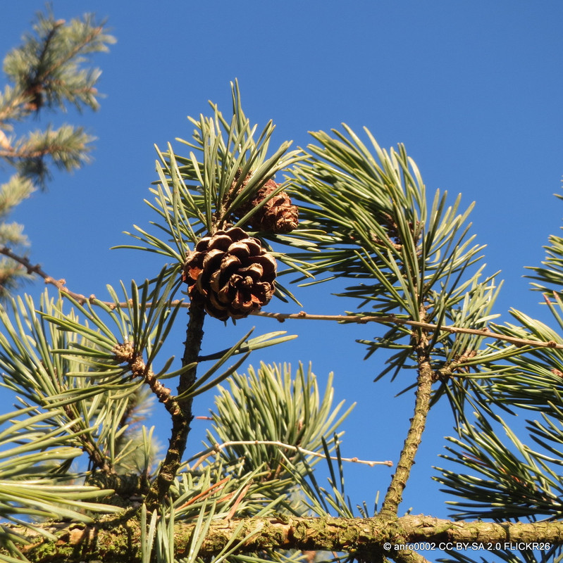 Pinus sylvestris 175/200cm (45ltr pot)