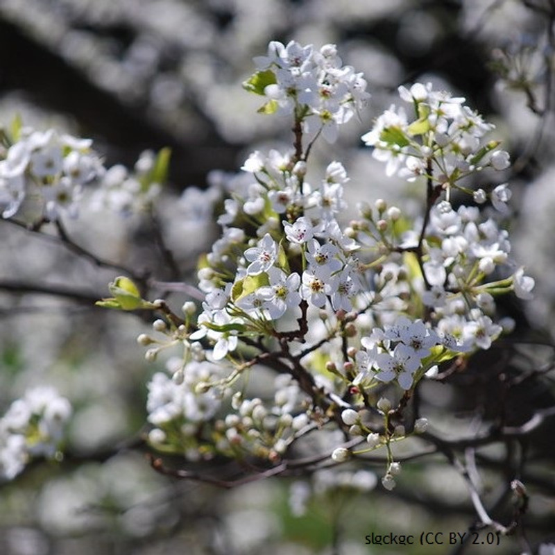 Pyrus calleryana 'Chanticleer (Callery Pear)  6/8cm