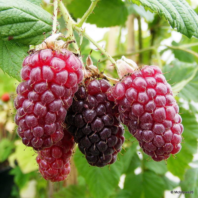 Berry Collection - 3 plants