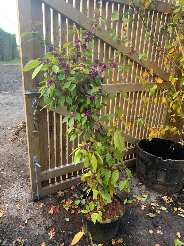 Callicarpa bod. 'Profusion'