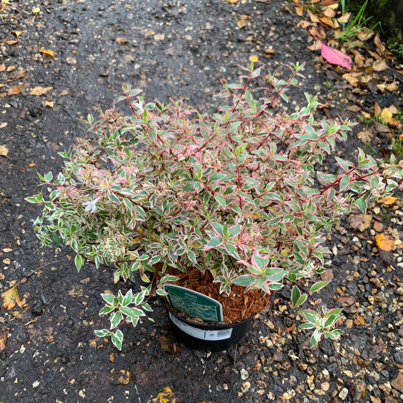 Abelia grandifl. Confetti 2ltr