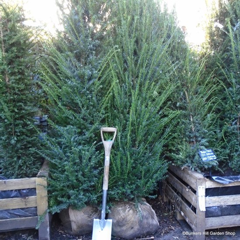 Taxus baccata (Yew) 175-200cm rootballed BULK RATES AVAILABLE