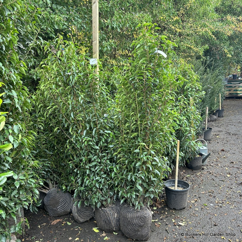 1 x Prunus lus. 'Angustifolia' (Portuguese Laurel)  150-175cm rootball