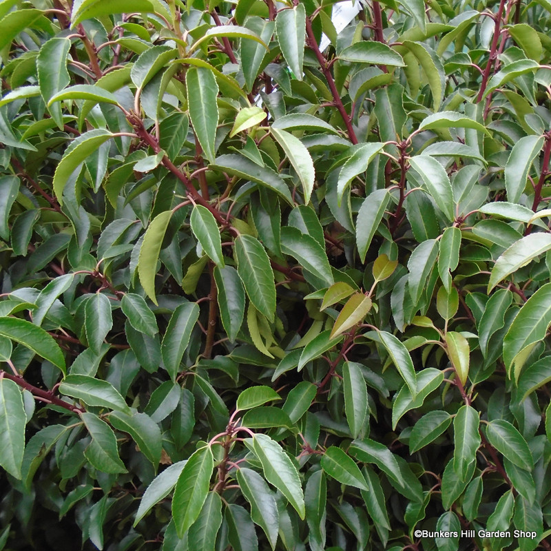 1 x Prunus lus. 'Angustifolia' (Portuguese Laurel) 175-200cm rootball