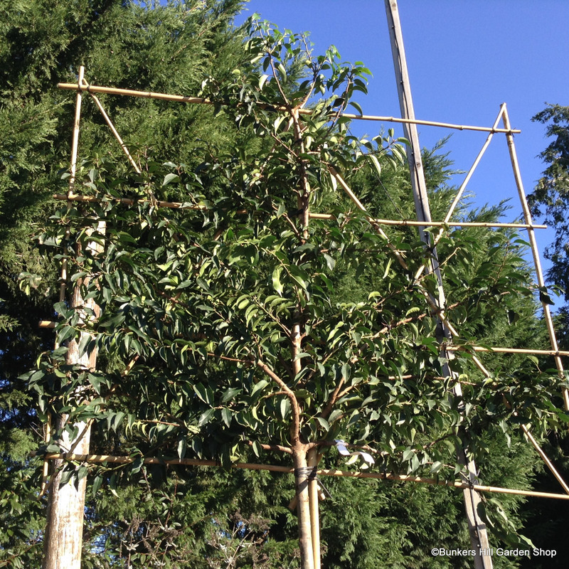 Pleached Portuguese Laurel (Prunus lusitanica 'Angustifolia') 10-12cm (1.8m Stem)