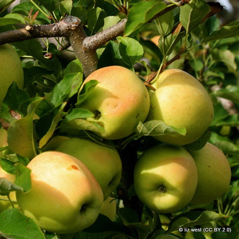 Apple 'Bountiful' 2yr tree (MM106 rootstock)