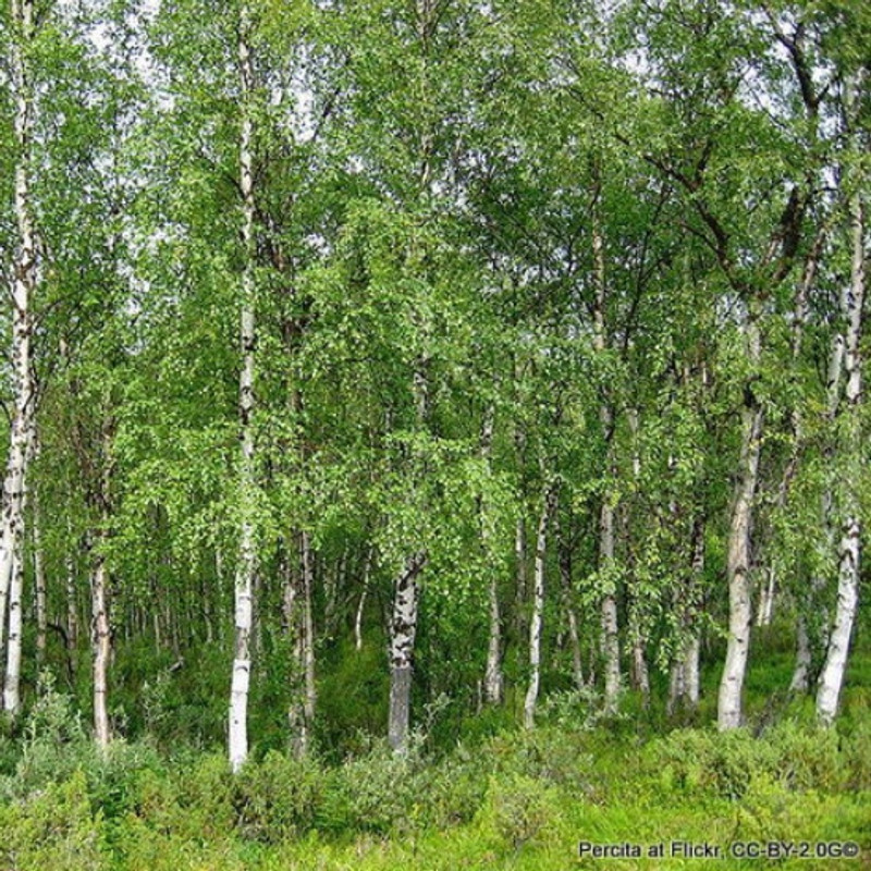 Betula pendula (Silver Birch) 60-90cm bare root - Single Plant