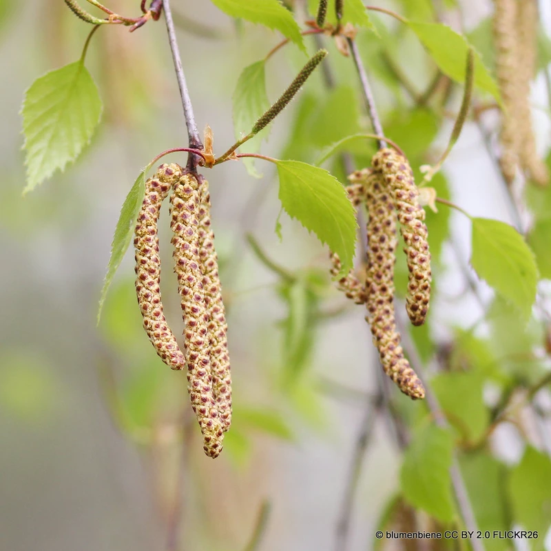 Betula pendula (Silver Birch) 60-90cm bare root - Single Plant