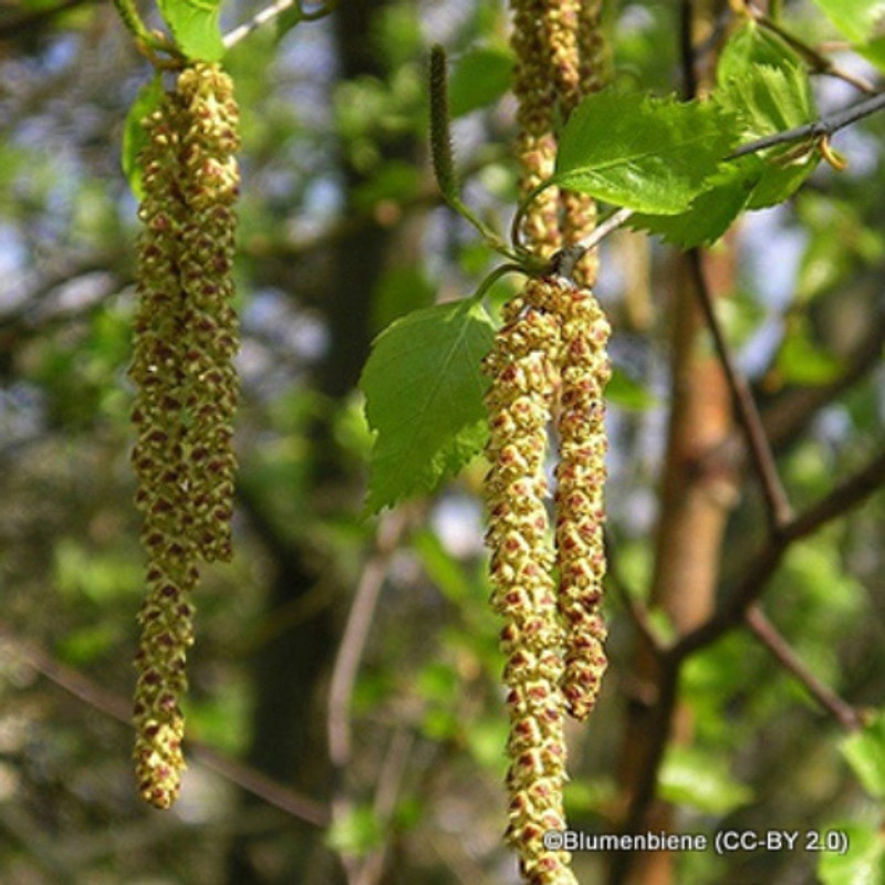 1 x Corylus avellana (Hazel) 60-90cm bare root - Single Plant