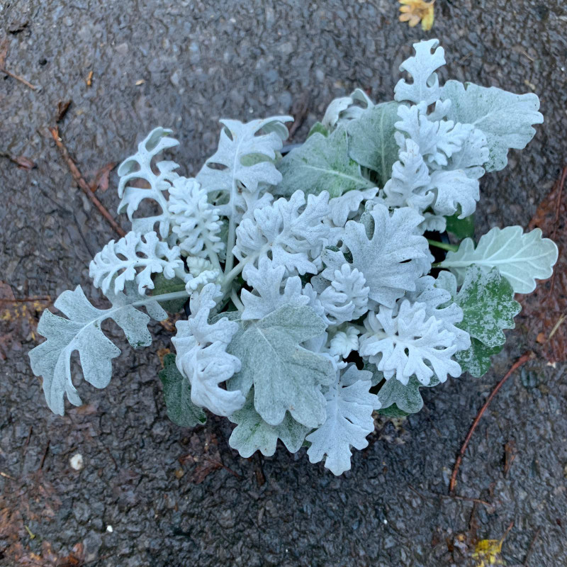 Cineraria silver