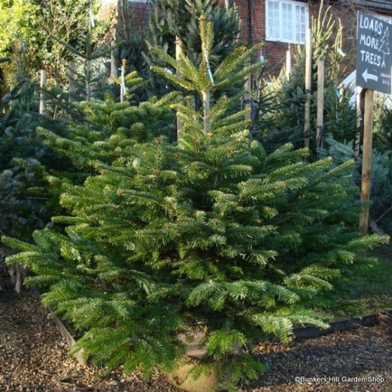 1x Abies nordmanniana (Nordmann Fir) 25-30cm bare root