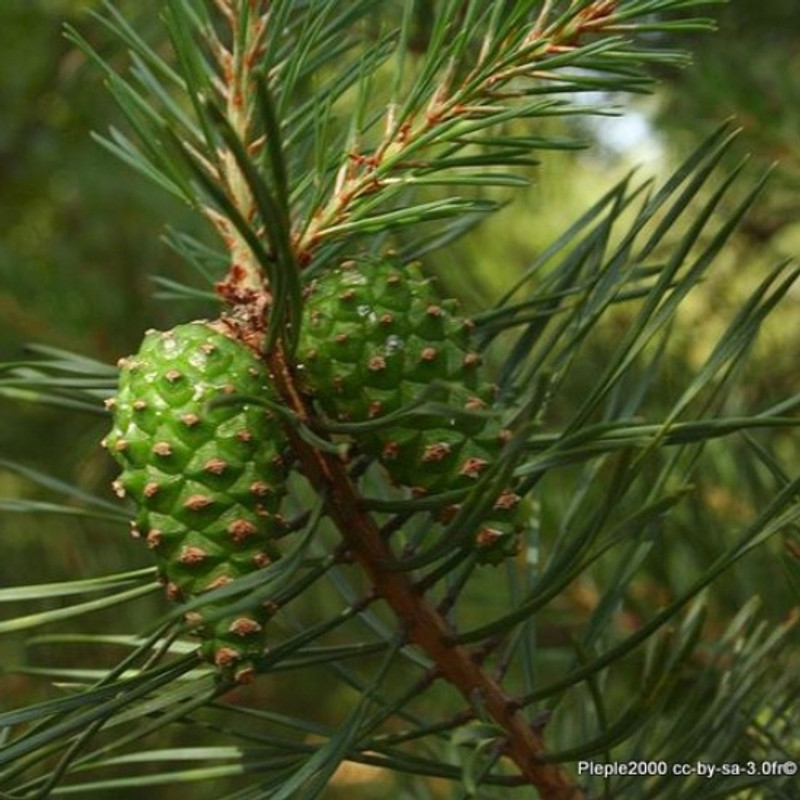 1 x Pinus sylvestris (Scots Pine) 20-25cm bare root