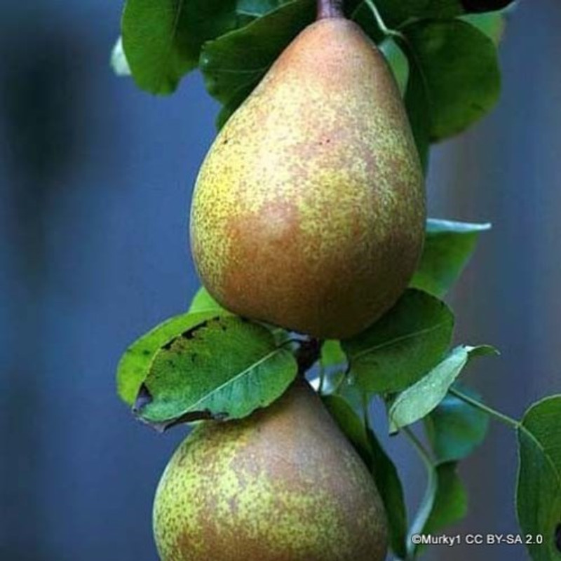 Pear 'Beth' 2/3yr Half Standard tree on Quince A rootstock