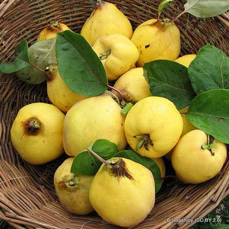 Quince 'Meeches Prolific' - 6/8cm girth tree on Quince A rootstock