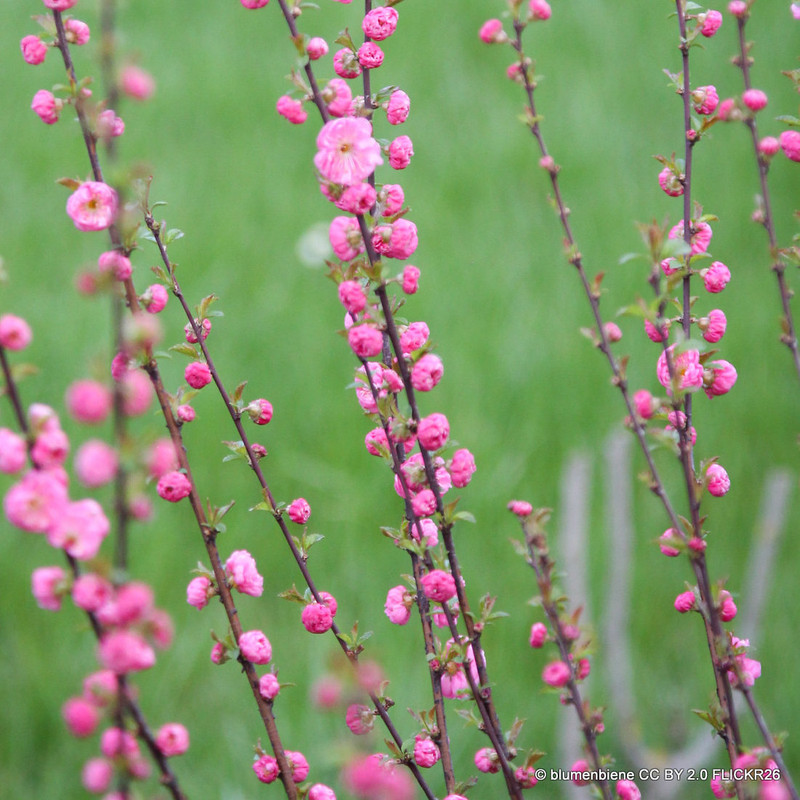 Prunus triloba (Flowering Almond) BAREROOT