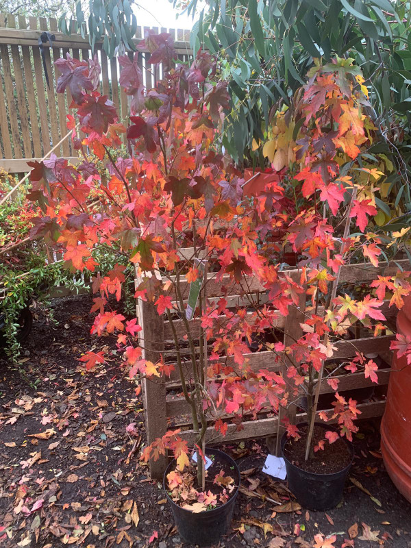 Liquidambar styraciflua (Sweet Gum) - 5ft