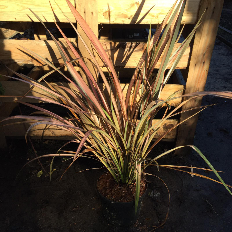 Phormium 'Rainbow Sunrise'- 5ltr