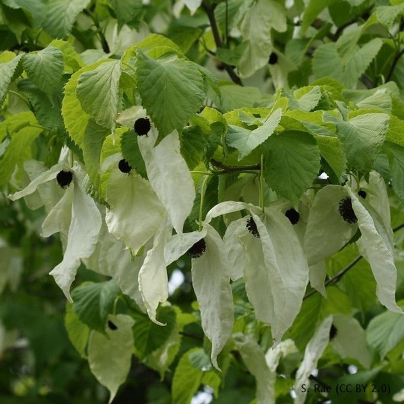 Davidia involucrata (Hankerchief Tree) - 125-150cm multistemmed