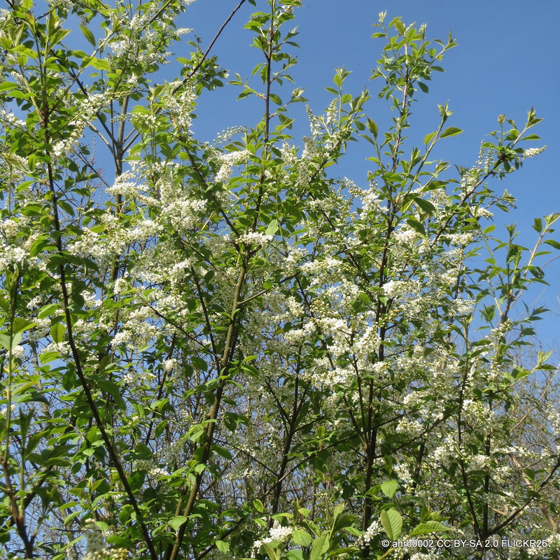 Prunus padus (Bird Cherry) BAREROOT